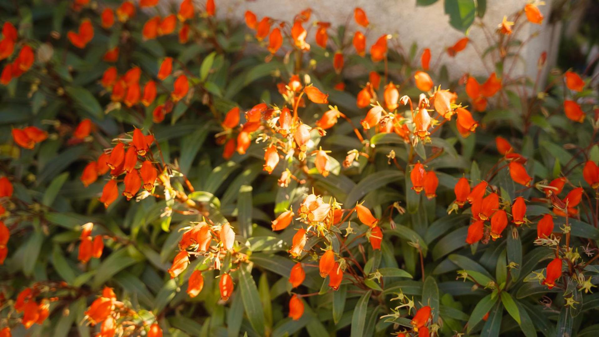 Amami-Green-Garden Екстер'єр фото