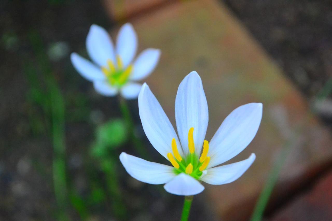 Amami-Green-Garden Екстер'єр фото